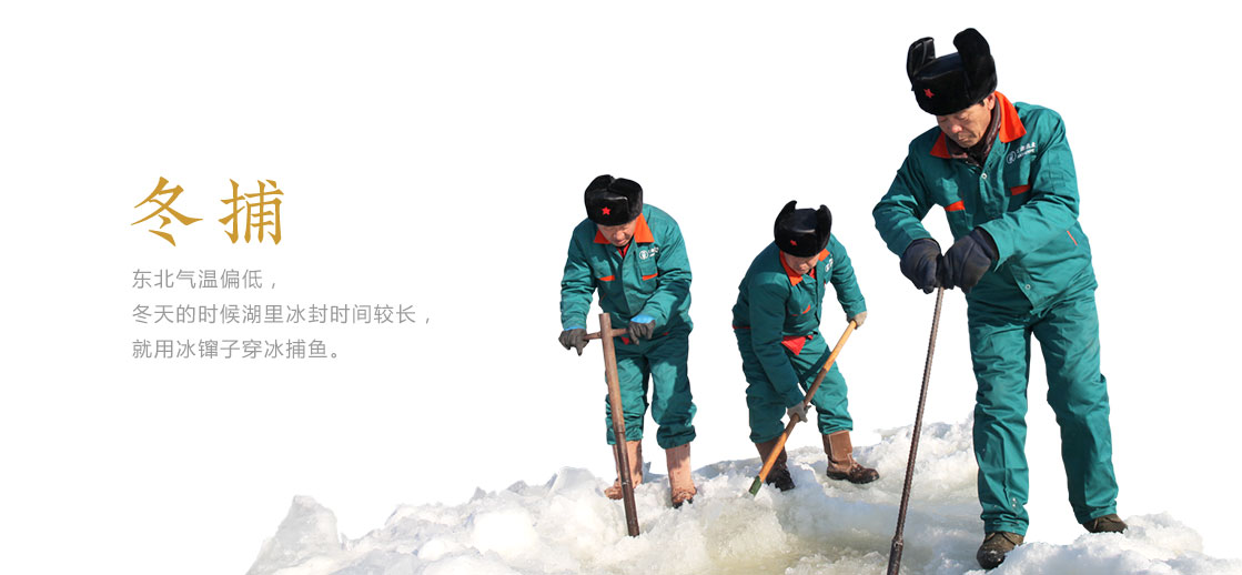 冬捕，东北气温偏低，冬天的时候湖里冰封时间较长，就用冰镩子穿冰捕鱼。